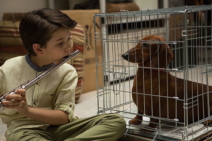 Wiener Dog (2016) DVD Review