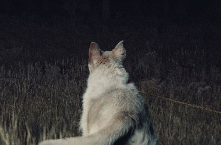 Bone-Chilling New Trailer & Poster For It Comes At Night
