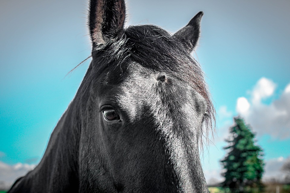 Close-up of a black horse's head against a blue sky, like Black Beauty
