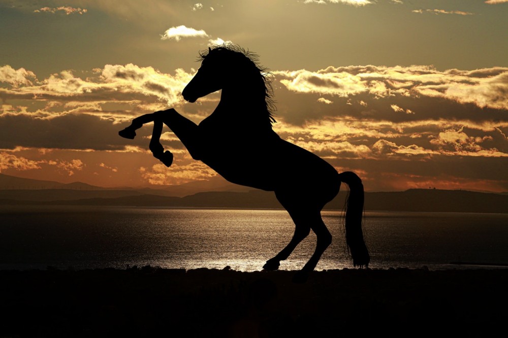 Silhouette of a rearing horse against a sunset sky over the sea